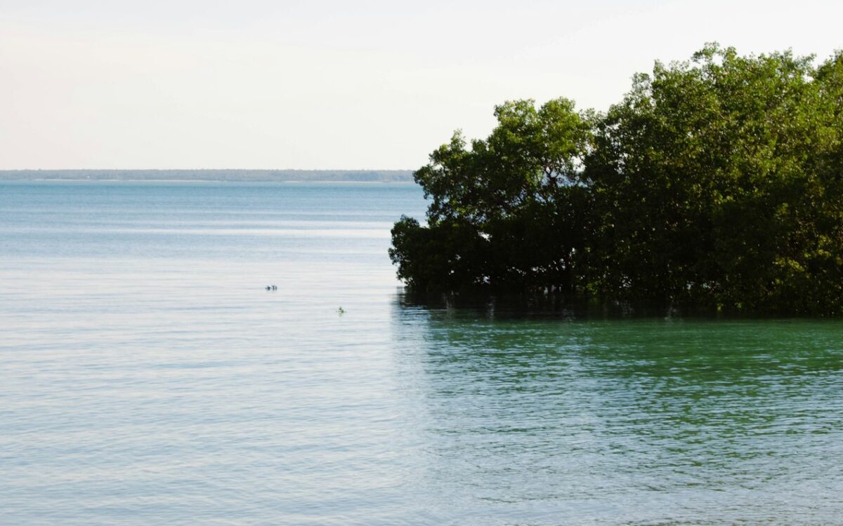 Tropical coastline with mangroves and calm water